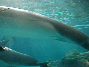 female-dolphin.jpg