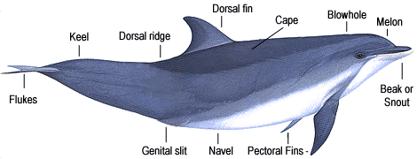 dolphin's body.gif