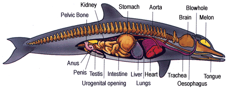internal part of the dolpjhin's body.gif