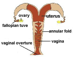 female dolphin reproductive sistem.gif