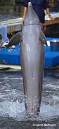 male-dolphin.jpg